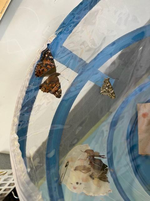 Two Painted Lady butterflies and chrysalises inside a blue mesh enclosure