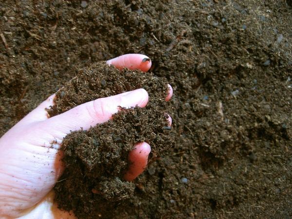 loamy soil