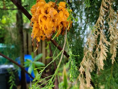 Cedar Apple Rust
