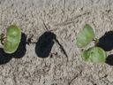 Two small trailing plants with round green leaves casting shadows on sandy ground