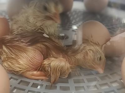 Two newly hatched wet chicks resting inside an incubator among eggs