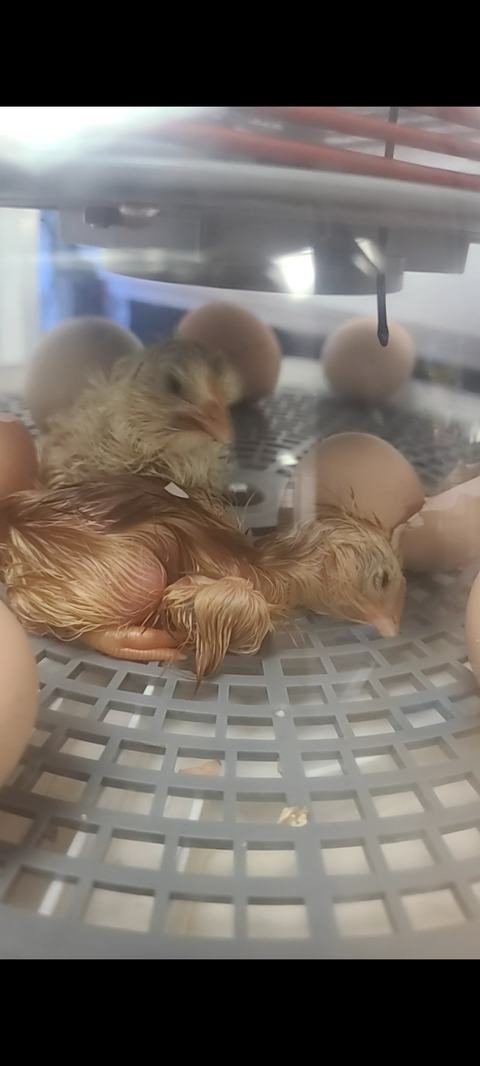 Two newly hatched wet chicks resting inside an incubator among eggs