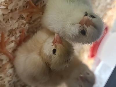 Three downy baby chicks on wood shavings looking up; status bar text "10:01"