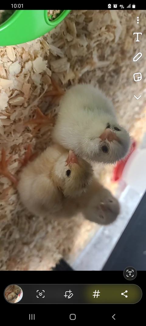 Three downy baby chicks on wood shavings looking up; status bar text "10:01"