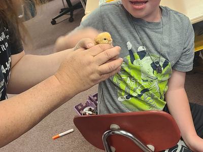 Adult hands a small yellow chick to a seated boy in a classroom
