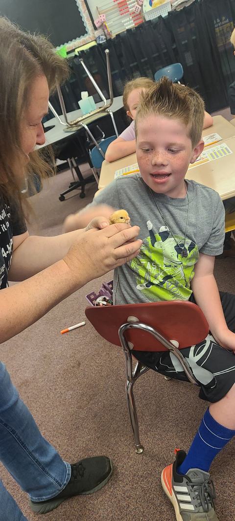 Adult hands a small yellow chick to a seated boy in a classroom