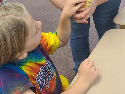Adult holds yellow chick while child touches it at a classroom desk; shirt reads "Cherokee County 4‑H"
