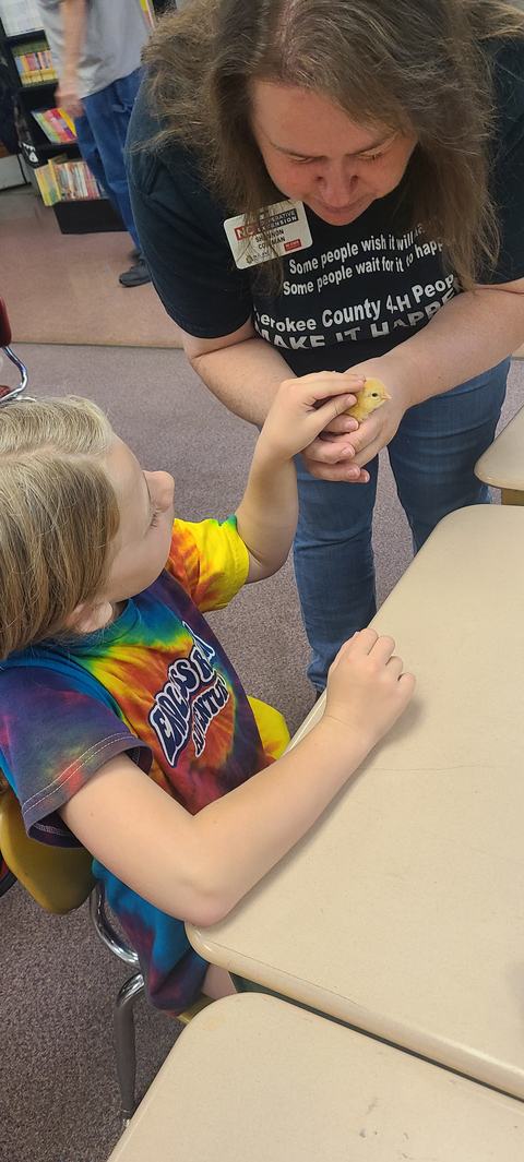 Adult holds yellow chick while child touches it at a classroom desk; shirt reads "Cherokee County 4‑H"