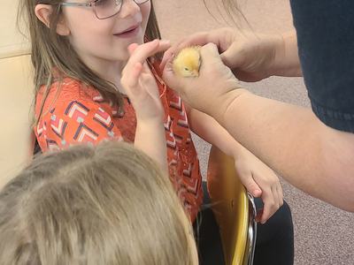 Girl wearing glasses touches yellow chick held by an adult in a classroom with books