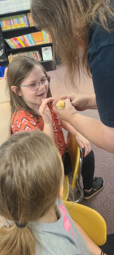 Girl wearing glasses touches yellow chick held by an adult in a classroom with books