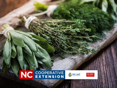 cooking with herbs
