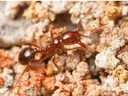 Close-up of a reddish ant walking on coarse, granular sandy soil