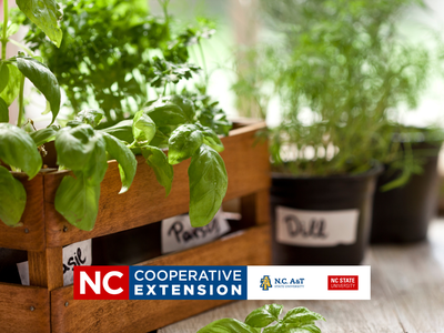 Herbs in small spaces