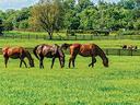 Three brown horses grazing in a green fenced pasture with trees and distant horses.