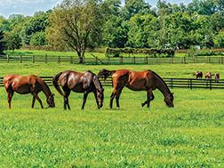 Three brown horses grazing in a green fenced pasture with trees and distant horses.