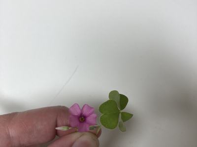 A pink flower attached to green leaves.