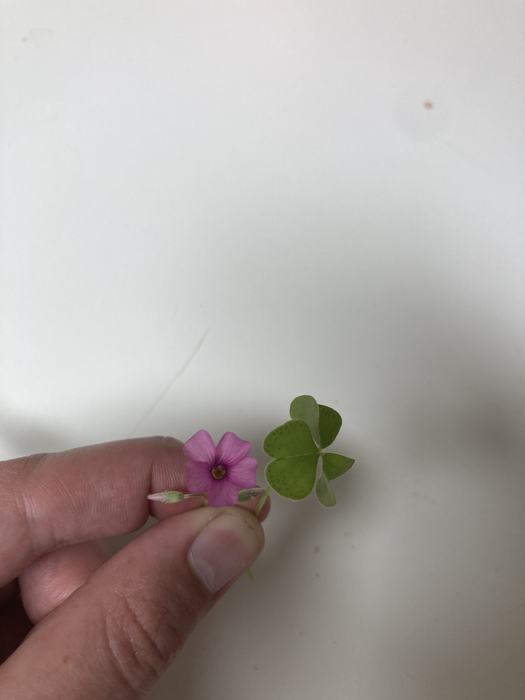 A pink flower attached to green leaves.
