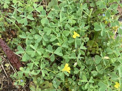 3 leafed green weeds with yellow flowers.