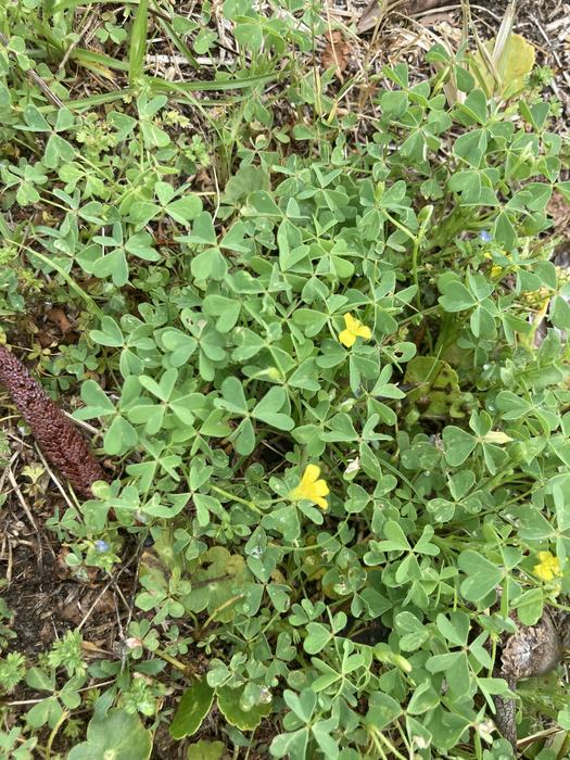 3 leafed green weeds with yellow flowers.