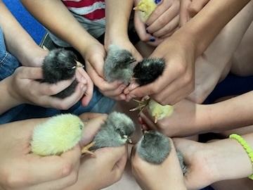 Several children holding small yellow and gray chicks in cupped hands
