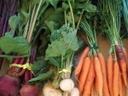 root crops carrots beets turnips