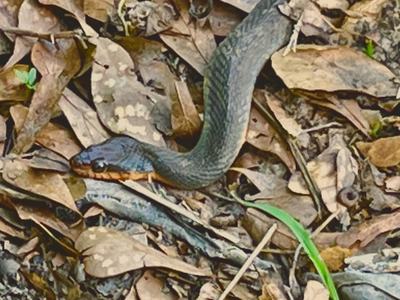 Image of snake in garden