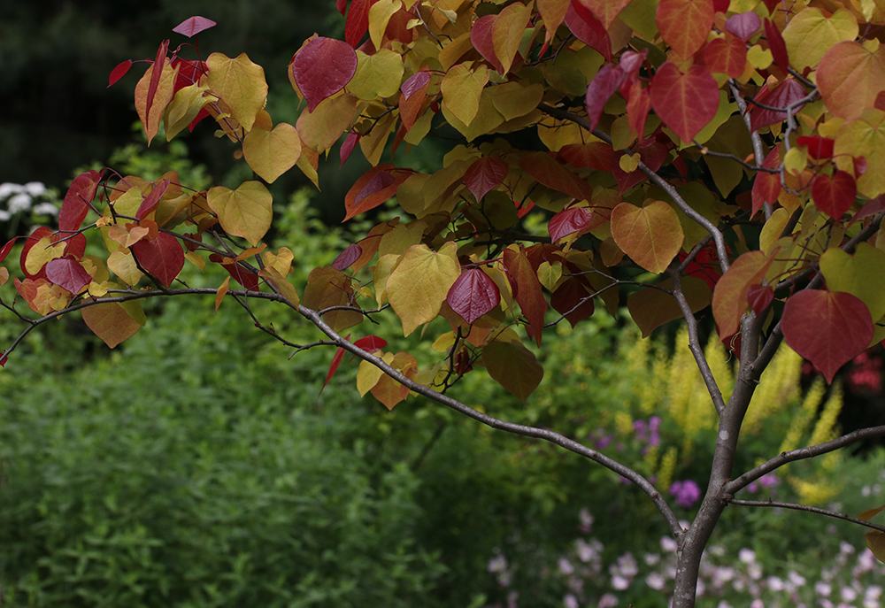 'Flamethrower' redbud.