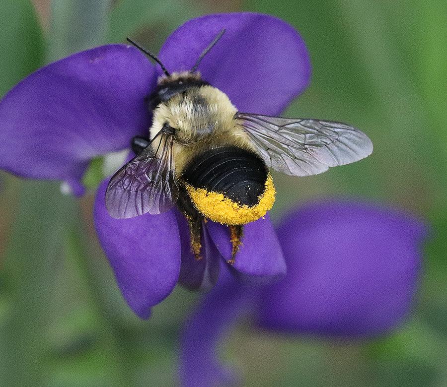 Leafcutter bee on dwarf wild indigo.