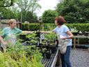Two Forsyth County Extension Master Gardener volunteers set up for the annual plant sale. One is passing a plant pot over a table to the other.