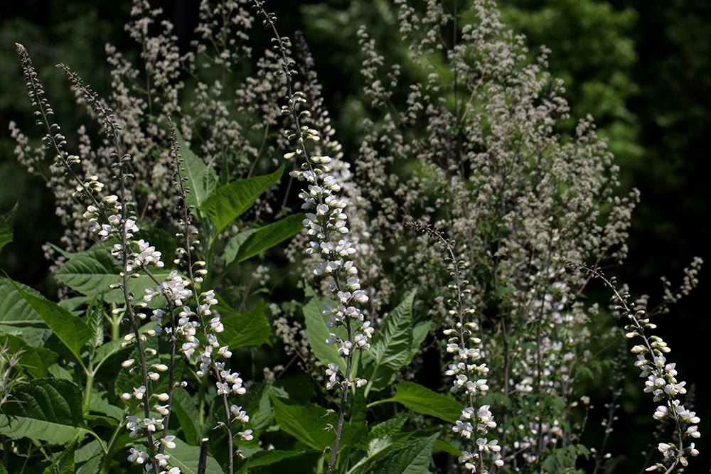 White wild indigo with skunk meadowrue.