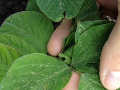 Holding green leaflet with stippling