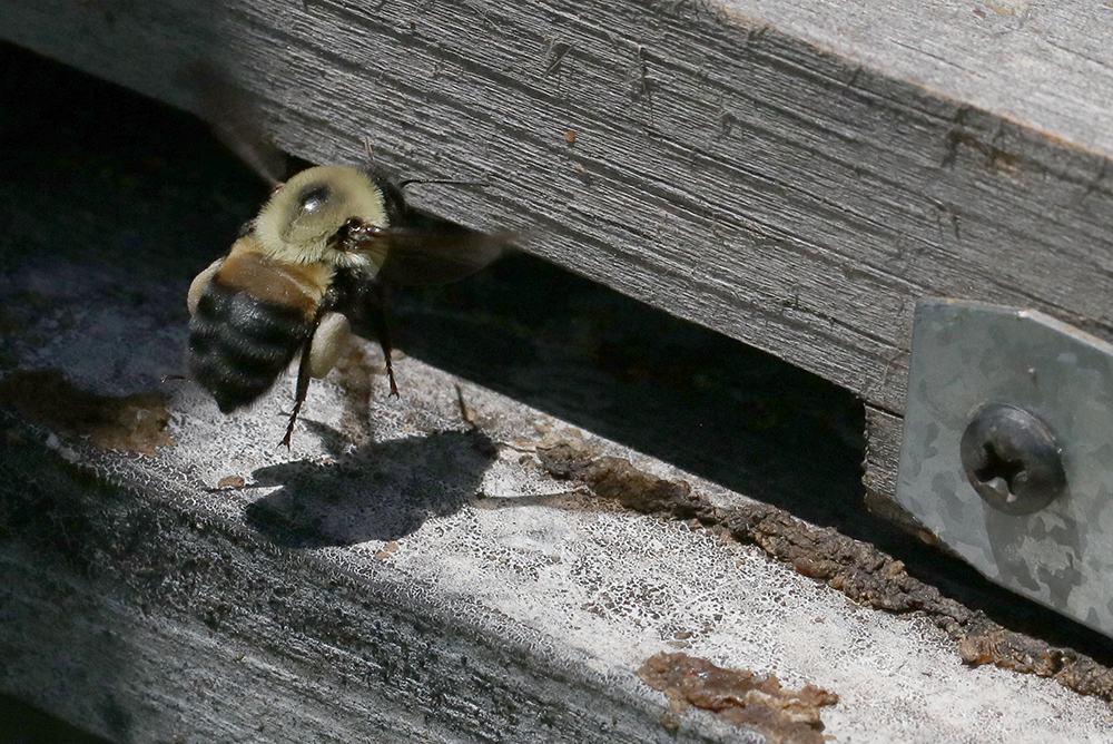 Jennifer and I stood and watched the nest entrance and did a happy dance when we saw multiple bees returning to the nest with pollen! 