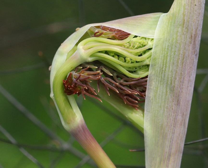 I've always been drawn to the bronze fennel flower buds unfurling...otherworldly beauty!