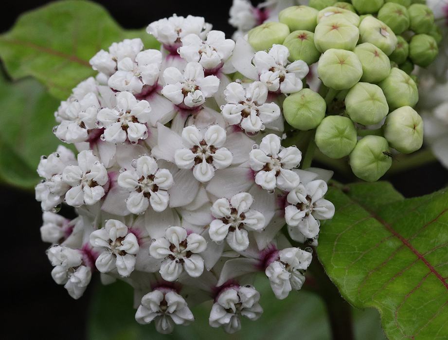 The appropriately named redring milkweed