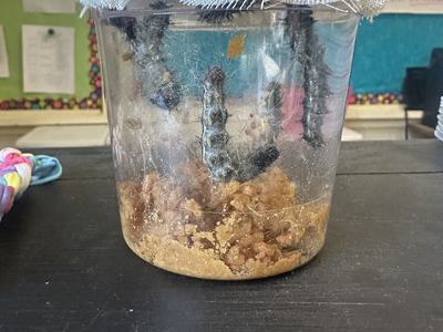 Clear jar with multiple caterpillars hanging by silk and brown food substrate at bottom