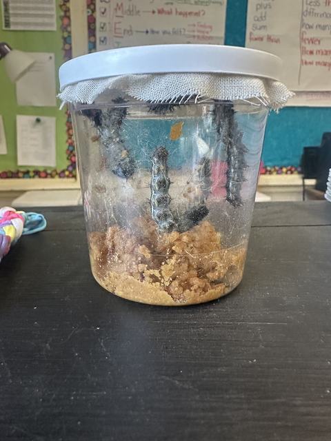 Clear jar with multiple caterpillars hanging by silk and brown food substrate at bottom