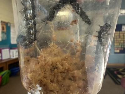 Black spiky caterpillars in silken webbing inside clear plastic cup with food substrate