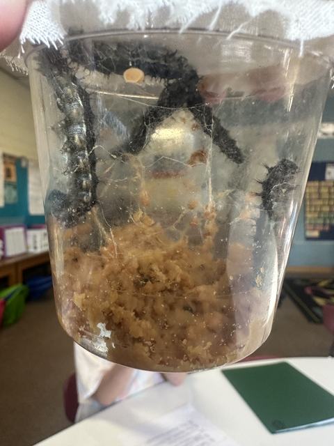 Black spiky caterpillars in silken webbing inside clear plastic cup with food substrate