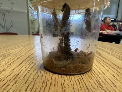 Clear jar with multiple butterfly chrysalises hanging in silk on classroom table