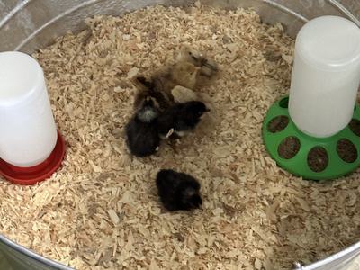 Metal tub with wood shavings and five baby chicks clustered near two plastic feeders