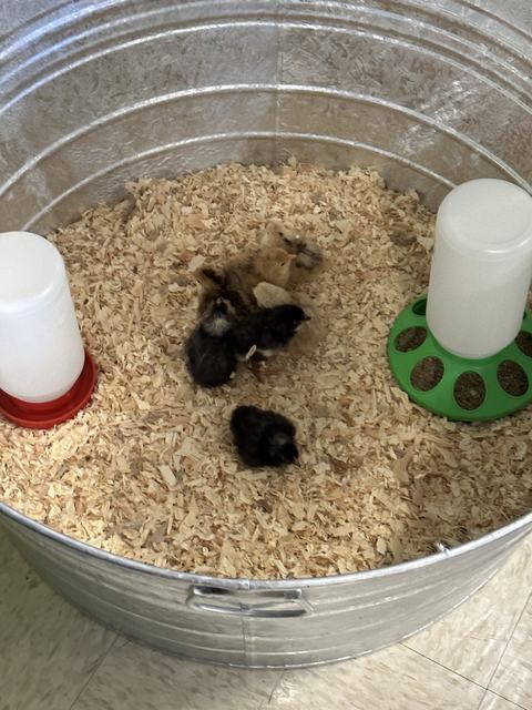 Metal tub with wood shavings and five baby chicks clustered near two plastic feeders