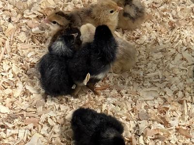 Group of mixed-color baby chicks huddled on wood shavings