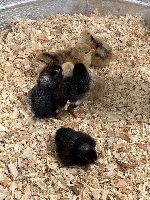 Group of mixed-color baby chicks huddled on wood shavings