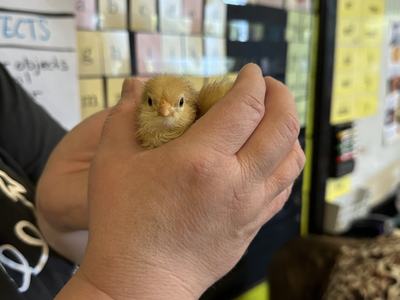 Small yellow chick cupped in hands in a classroom with posters on the wall
