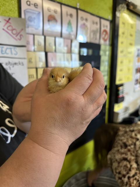 Small yellow chick cupped in hands in a classroom with posters on the wall