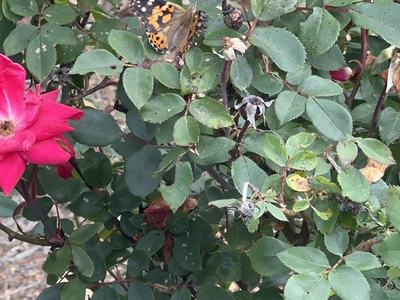 Painted lady butterfly resting on rose bush leaves near pink rose blooms.