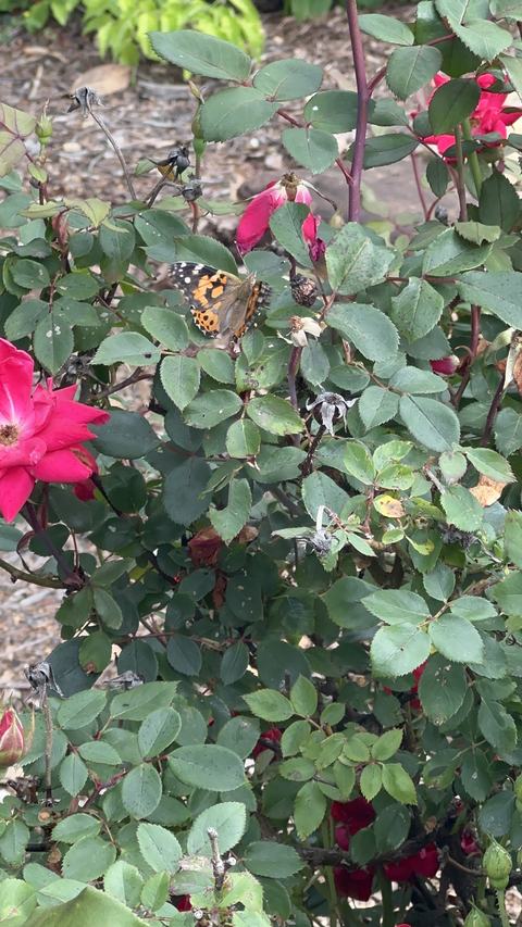Painted lady butterfly resting on rose bush leaves near pink rose blooms.