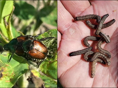 Green-copper beetle on damaged leaf; hand holding multiple small brown caterpillars