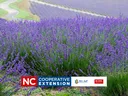 Lavender field with winding path and banner reading "NC COOPERATIVE EXTENSION"