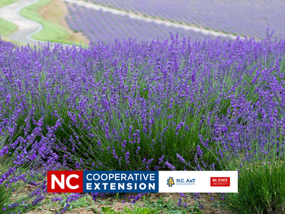 Lavender field with winding path and banner reading "NC COOPERATIVE EXTENSION"